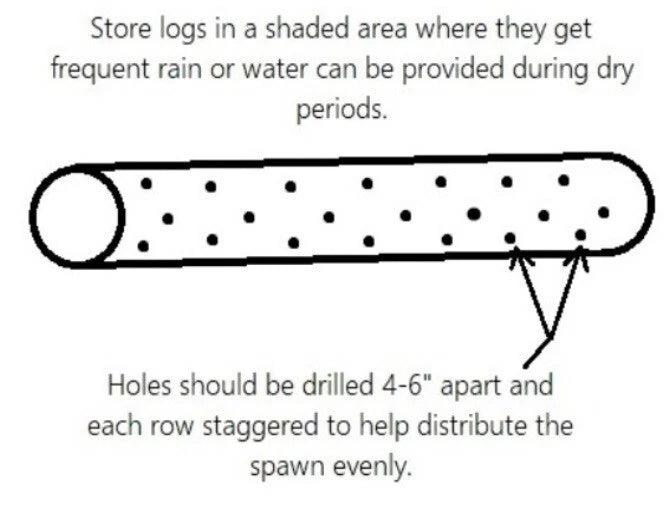 Shiitake Mushroom Plug Spawn 500X - FREE USA shipping