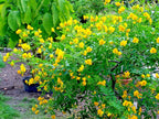15 ARGENTINE SENNA SEEEDS - Senna corymbosa