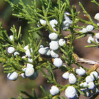 EASTERN RED CEDAR Juniperus Virginiana - 30+ SEEDS. *FREE S&H*