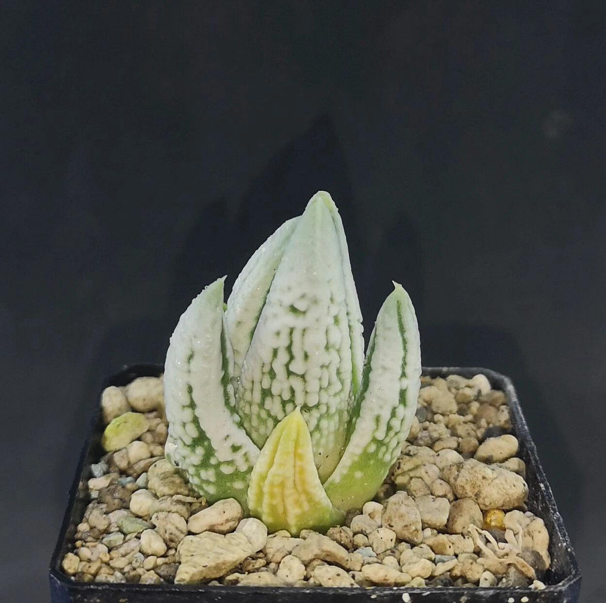 HW179 Haworthia  Tulista ' EMPEROR' ,  read description!