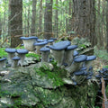 Seeds Mushroom Oyster Blue Mycelium Spawn Spores Organic Ukraine