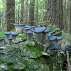 Seeds Mushroom Oyster Blue Mycelium Spawn Spores Organic Ukraine
