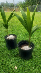 1 Coconut Palm Tree     Dwarf Variety  3 feet tall + Plus