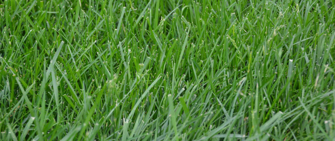 Kentucky 31 Lawn & field Tall Fescue Grass Seed 1 Pound FREE SHIPPING!!