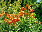 15 TIGER LILY SEEDS / BULBETS - Lilium lancifolium