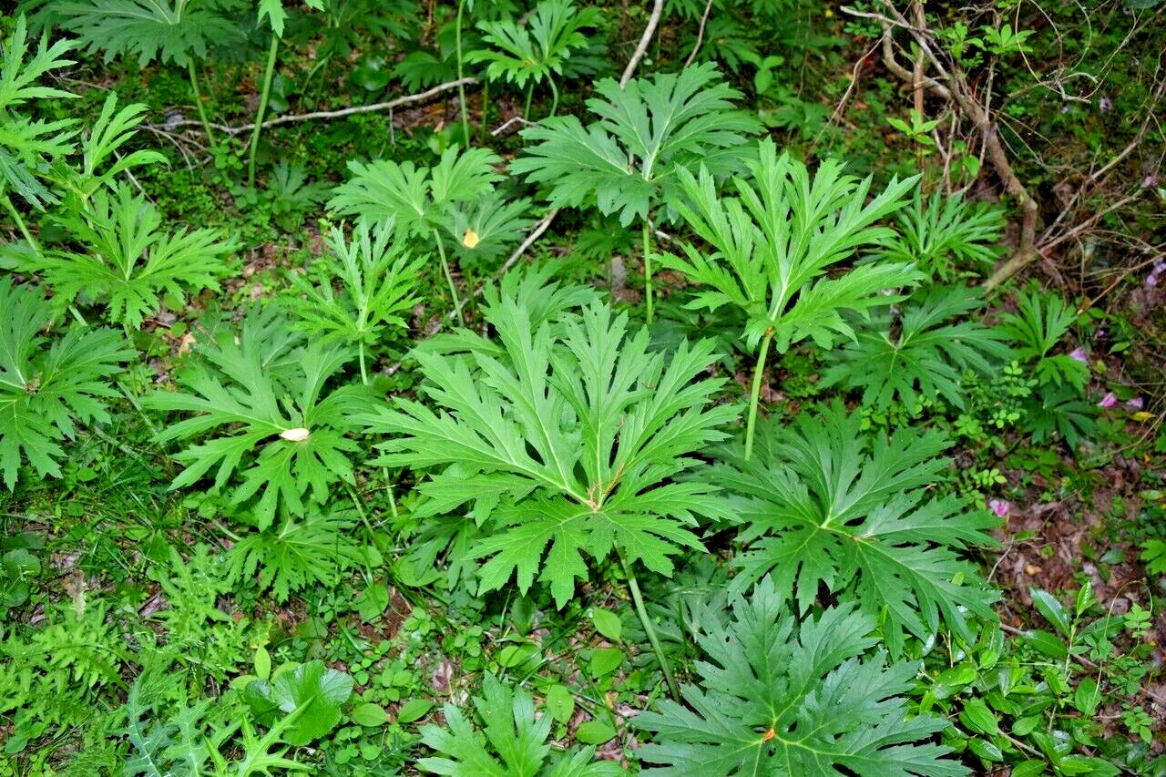 15  CHINESE DRAGON JAPANESE LIGULARIA SEEEDS - Ligularia japonica Chinese Dragon