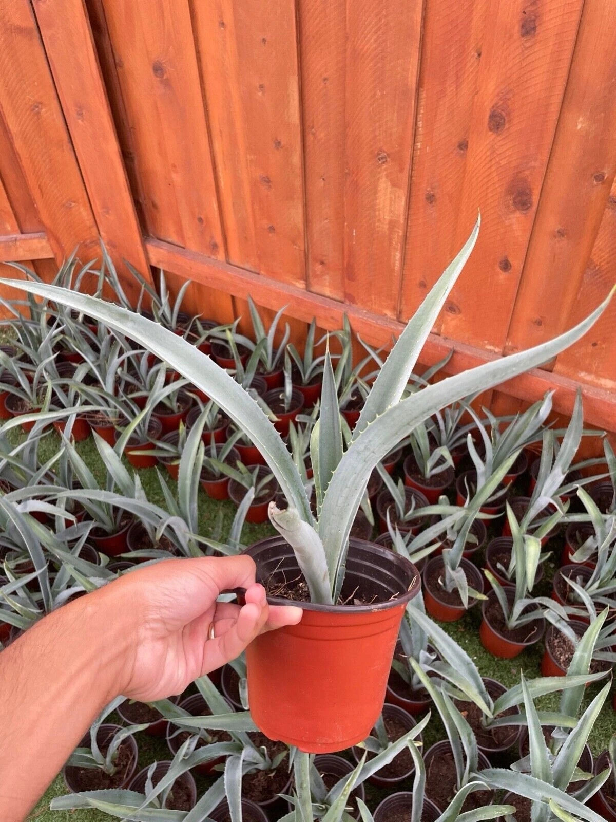 14 Blue Agave Plant Planter A Tequilana Indoor/Outdoor Succulent Home Decor