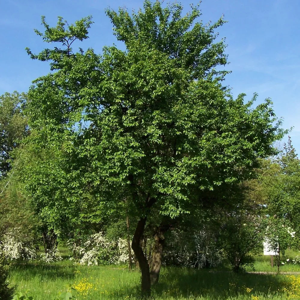 CHERRY PLUM Prunus Cerasifera / Myrobalan - 5 SEEDS