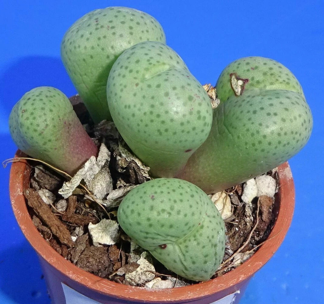 Conophytum truncatum 'subglobosum', minimum 5 heads!, Phyto available