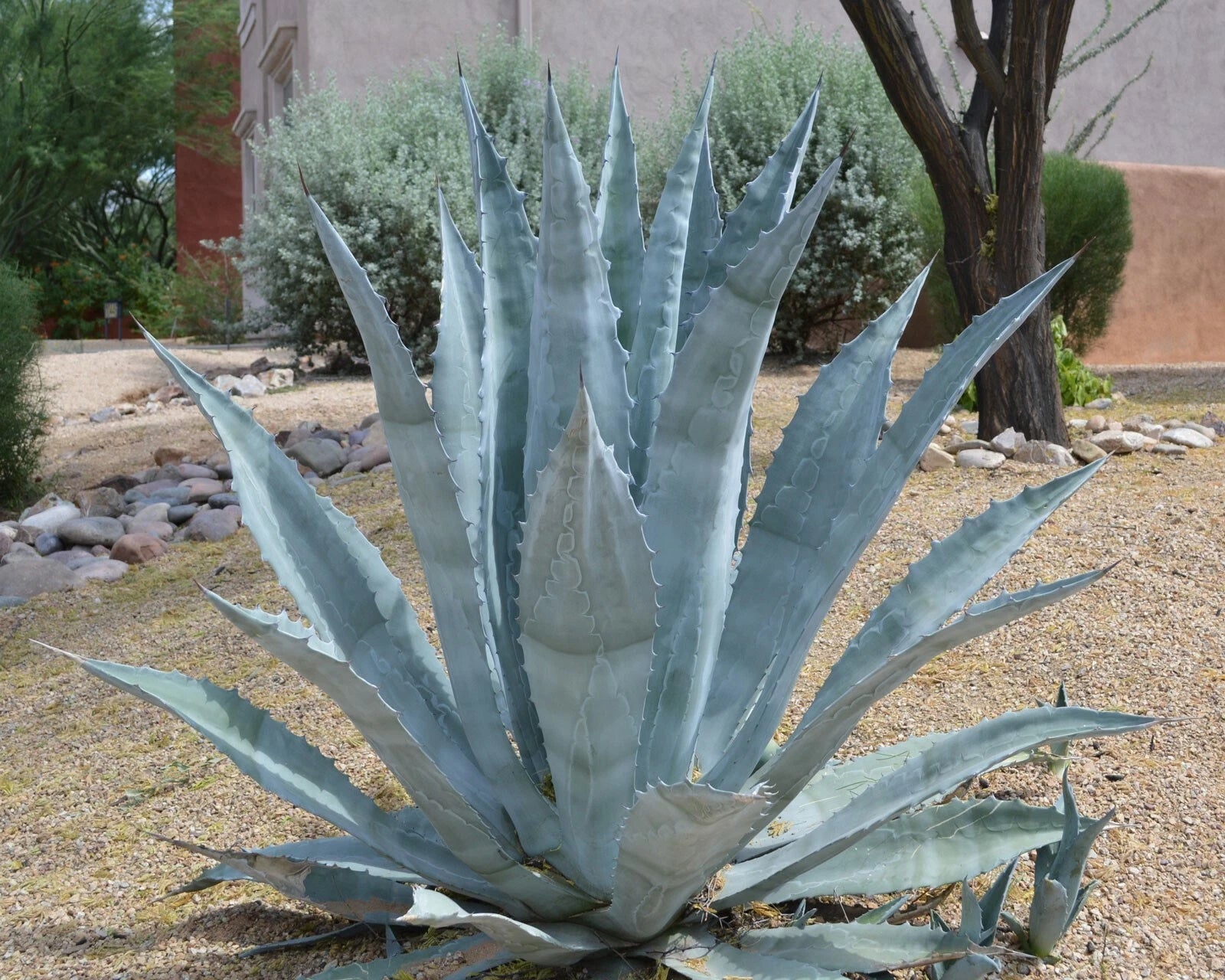 Agave americana | Sentry or Century Plant | Maguey | American Aloe | 10_Seeds