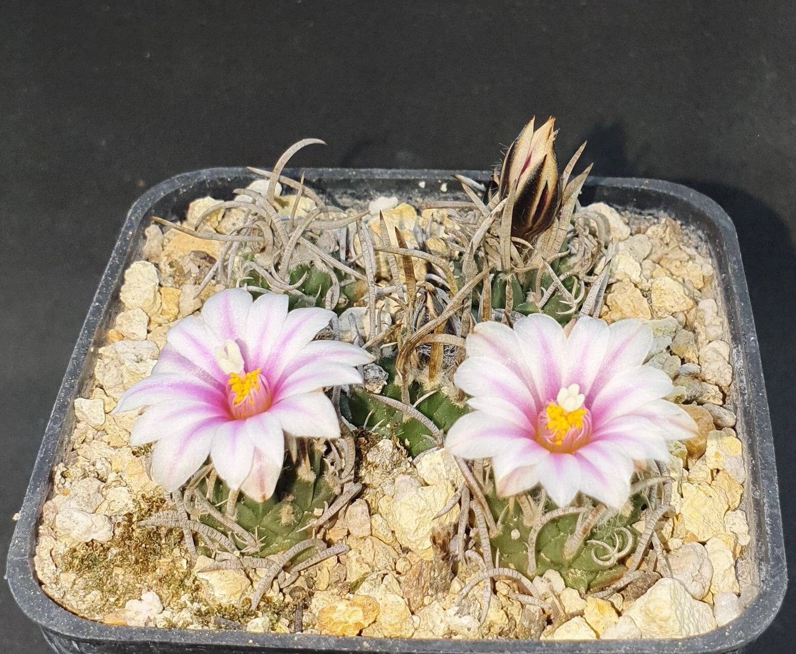 Turbinicarpus schmiedickeanu