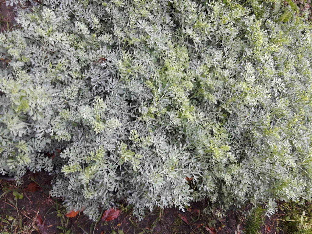 100 SEEDS RUDA RUE RUTA GRAVEOLENS ORGANIC AROMATIC MEDICINAL RELIGION RITUAL