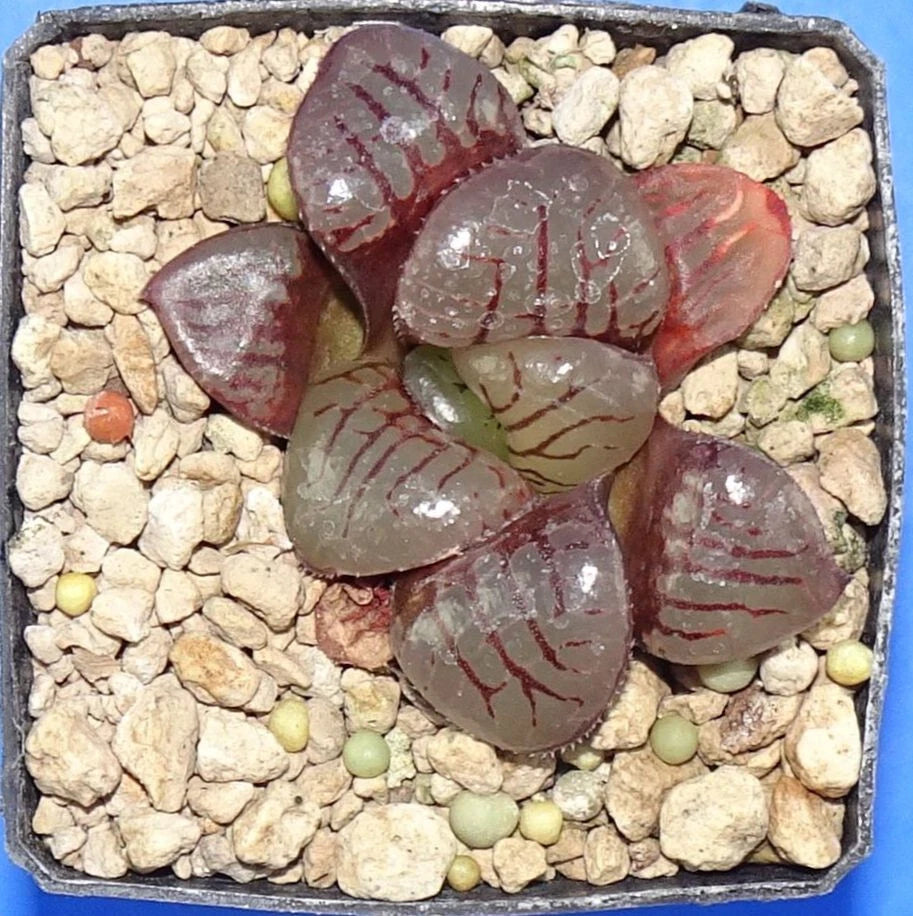 537 HW148Haworthia springbokvlake