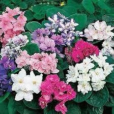 Mixed Fancy African Violet Seeds ~ House Plants ~ Christmas Presents ~ Holiday
