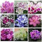 Mixed Fancy African Violet Seeds ~ House Plants ~ Christmas Presents ~ Holiday