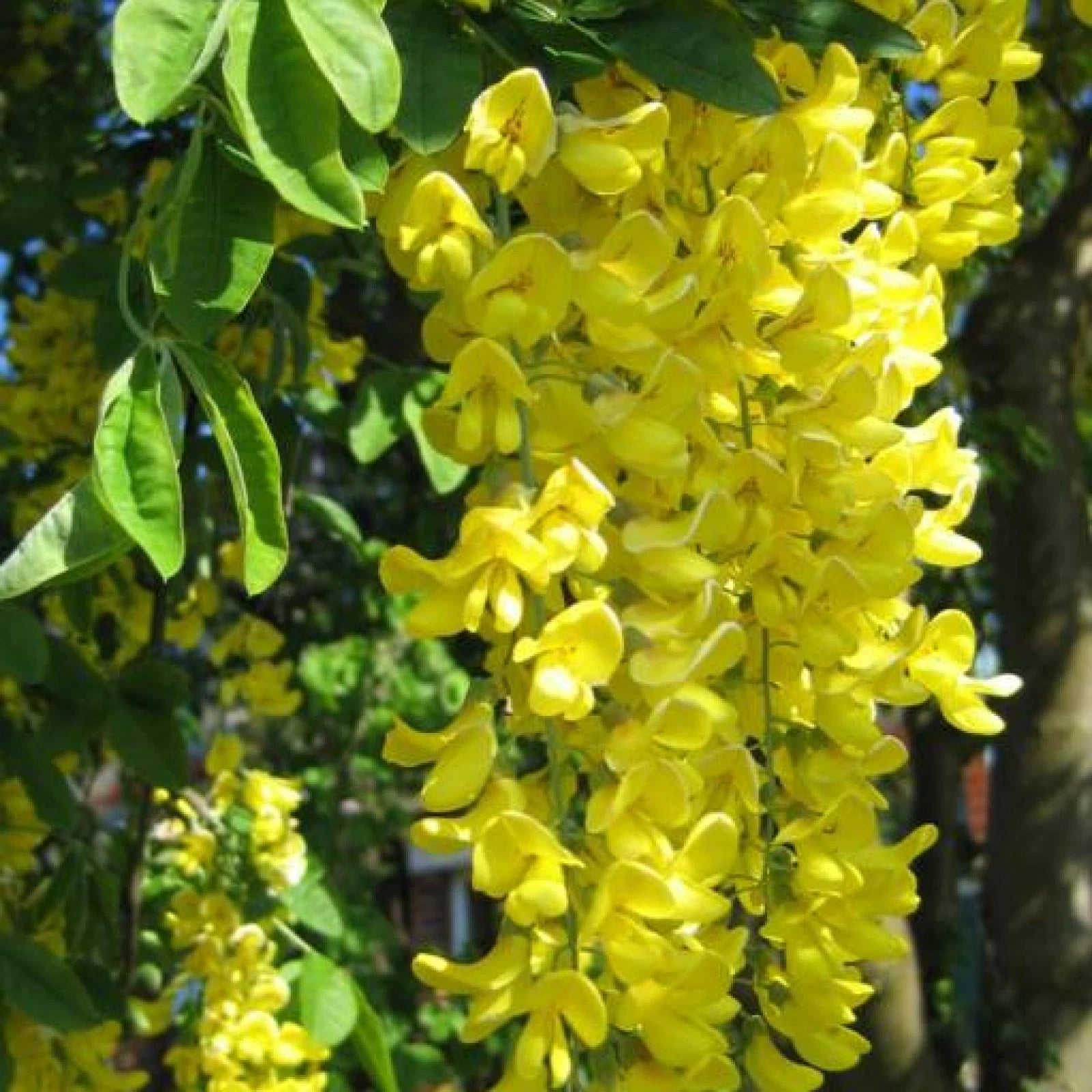 GOLDEN CHAIN TREE Laburnum Anagyroides - 20 SEEDS