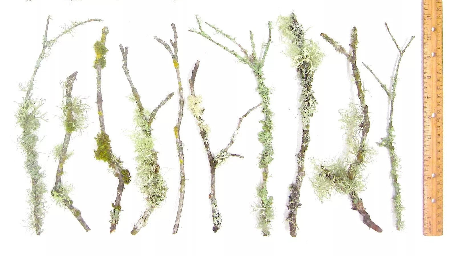 10 count 6-12 Live Lichen & Moss Covered Wood Sticks, Terrarium Fairy garden