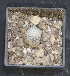 Pelecyphora strobiliformis Viesca, SLP,   read description!