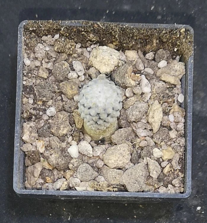 Pelecyphora strobiliformis Viesca, SLP,   read description!