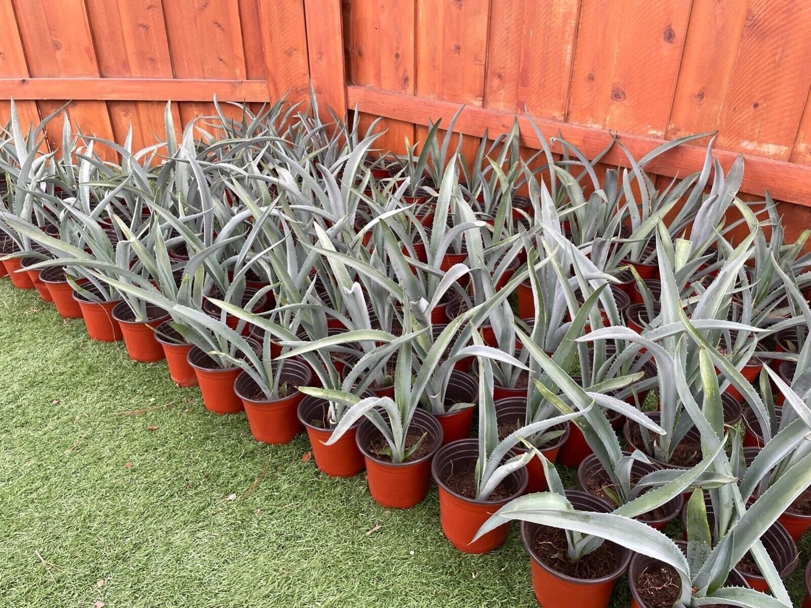 14 Blue Agave Plant Planter A Tequilana Indoor/Outdoor Succulent Home Decor