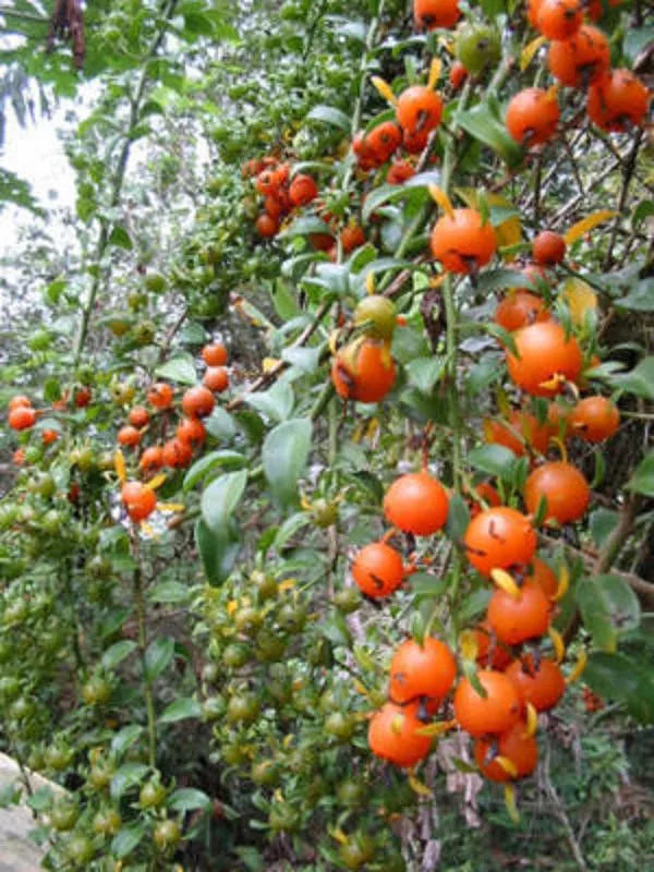Pereskia aculeata VARIEGATED rare plant cactus 4 pot V