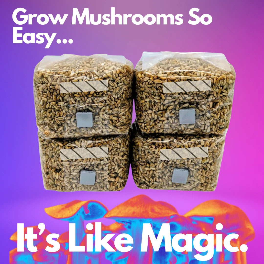 4x 1lb Sterile Mushroom Grain Spawn Bags ¨C Rye Berries Grow Kit Injection Ports