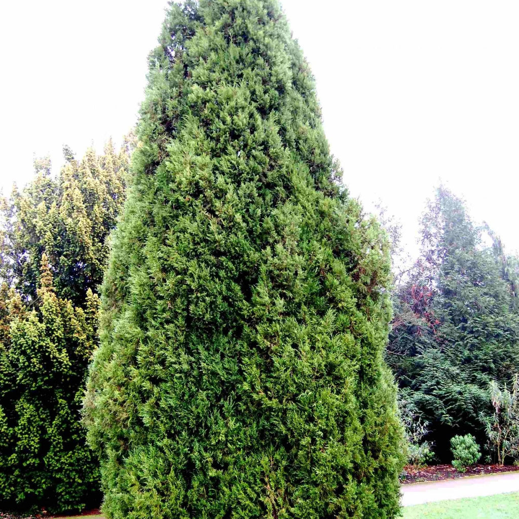 EASTERN RED CEDAR Juniperus Virginiana - 30+ SEEDS. *FREE S&H*