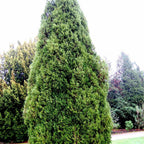 EASTERN RED CEDAR Juniperus Virginiana - 30+ SEEDS. *FREE S&H*