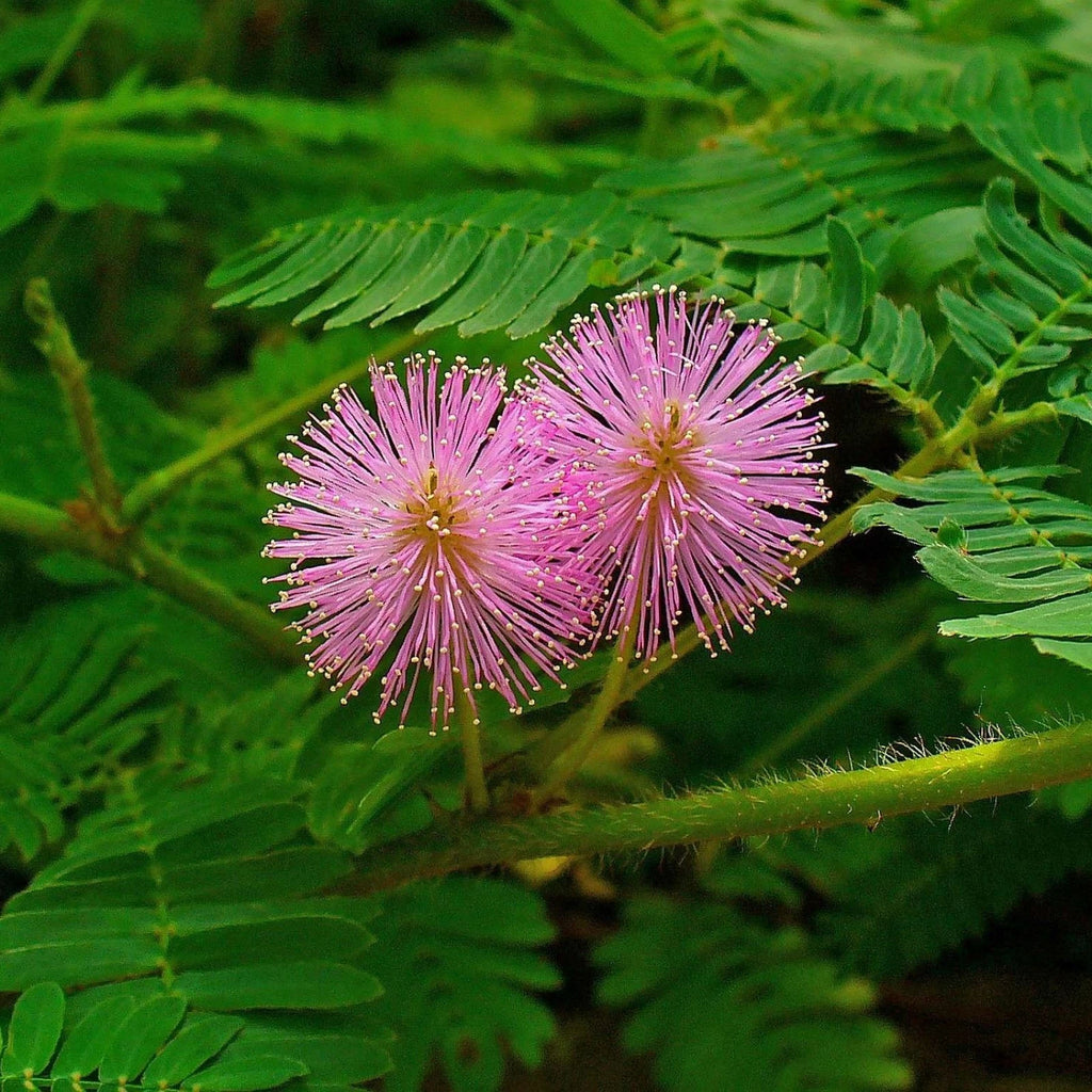SENSITIVE PLANT Mimosa Pudica - 50+ SEEDS
