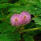 SENSITIVE PLANT Mimosa Pudica - 50+ SEEDS