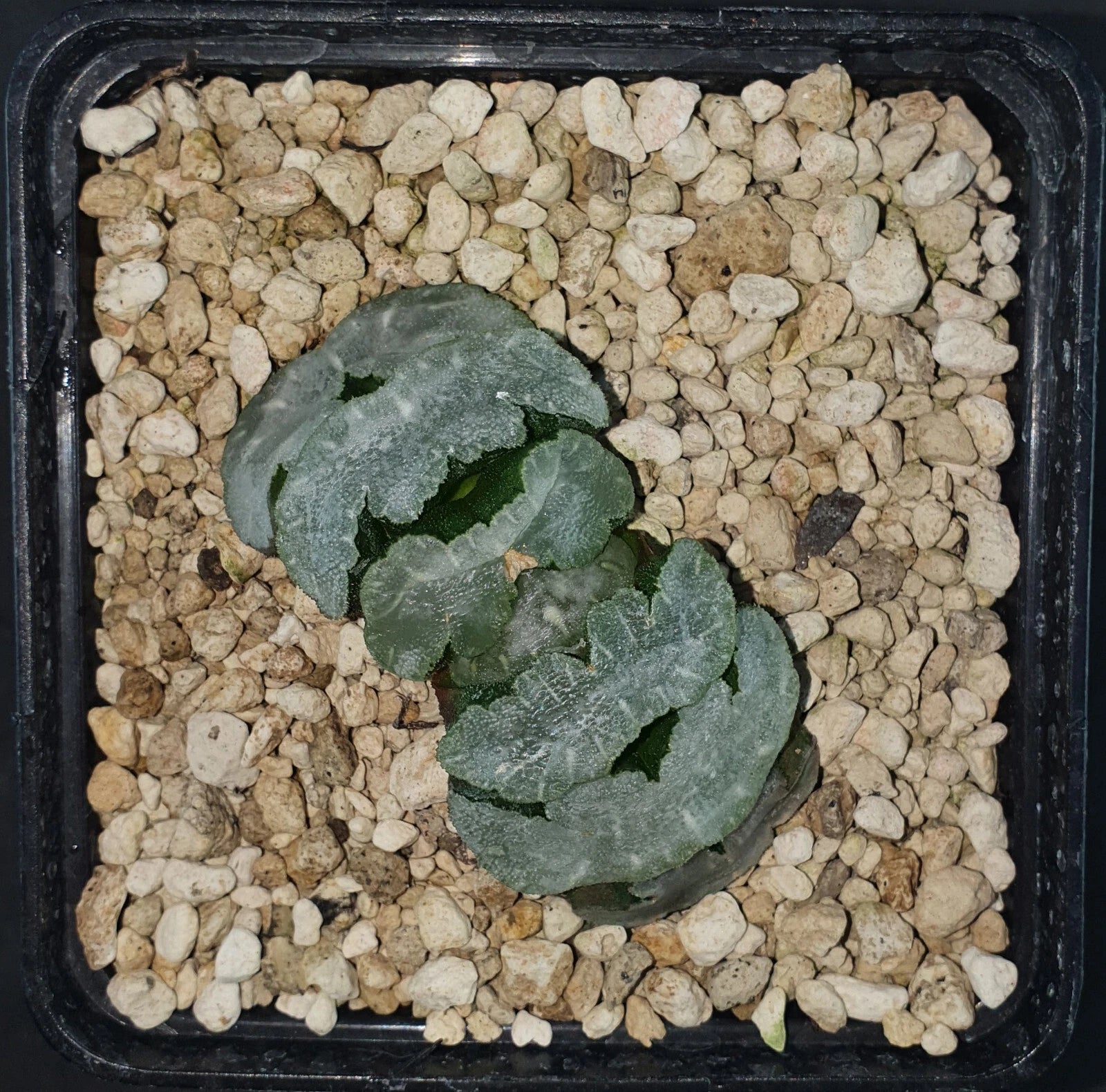HW139 Haworthia truncata 'MAMMOTH', Phyto available