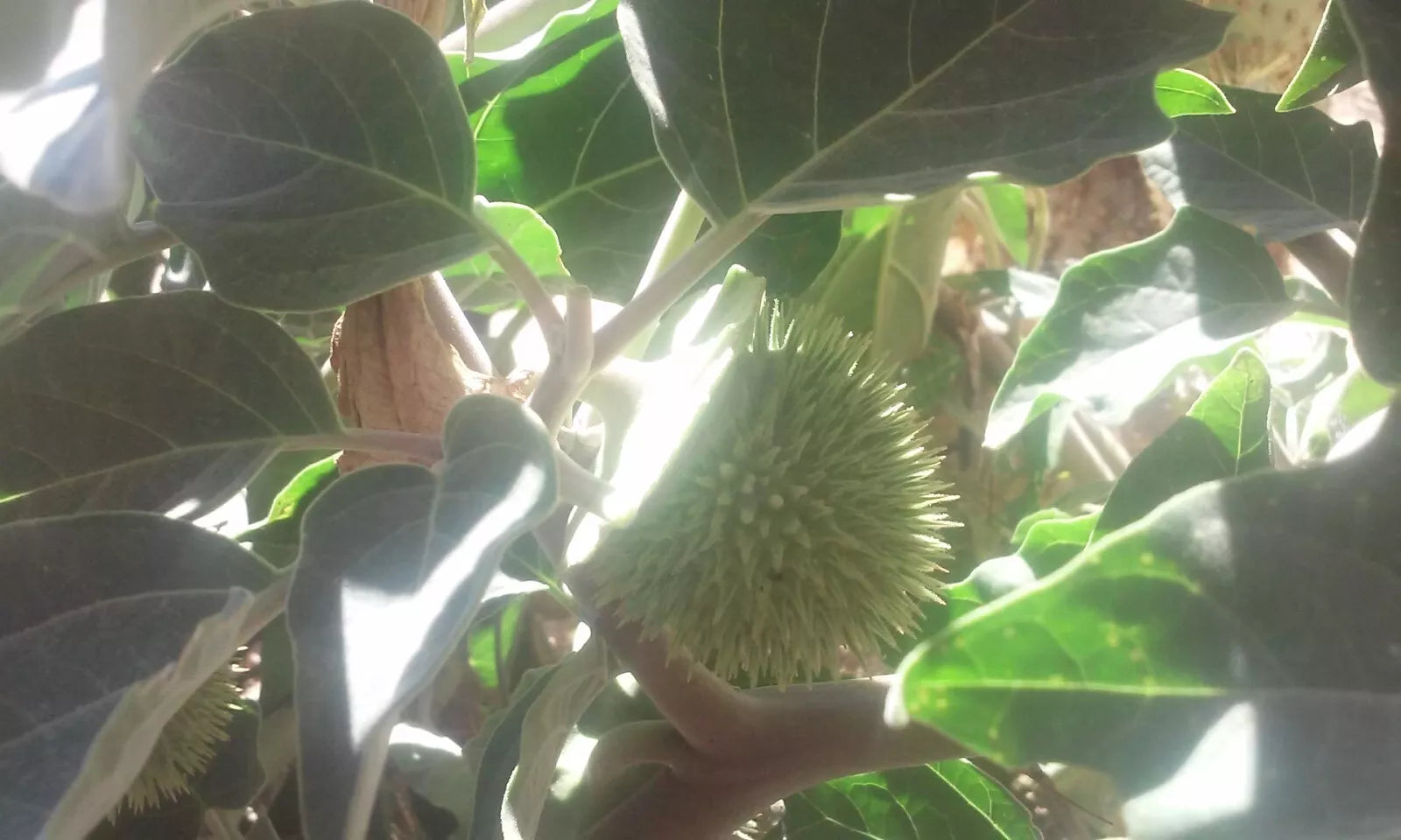 Sacred Datura Seeds Datura wrightii -20 seeds-