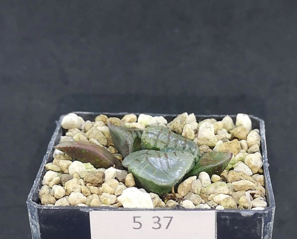 537 HW148Haworthia springbokvlake