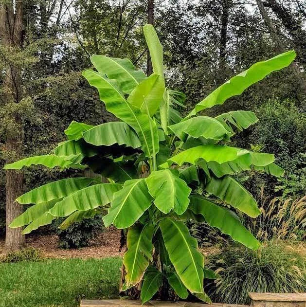 ~BASJOO Banana Tree~~Cold Hardy Musa Live Banana Tree-SMALL ROOTED STARTER PLANT