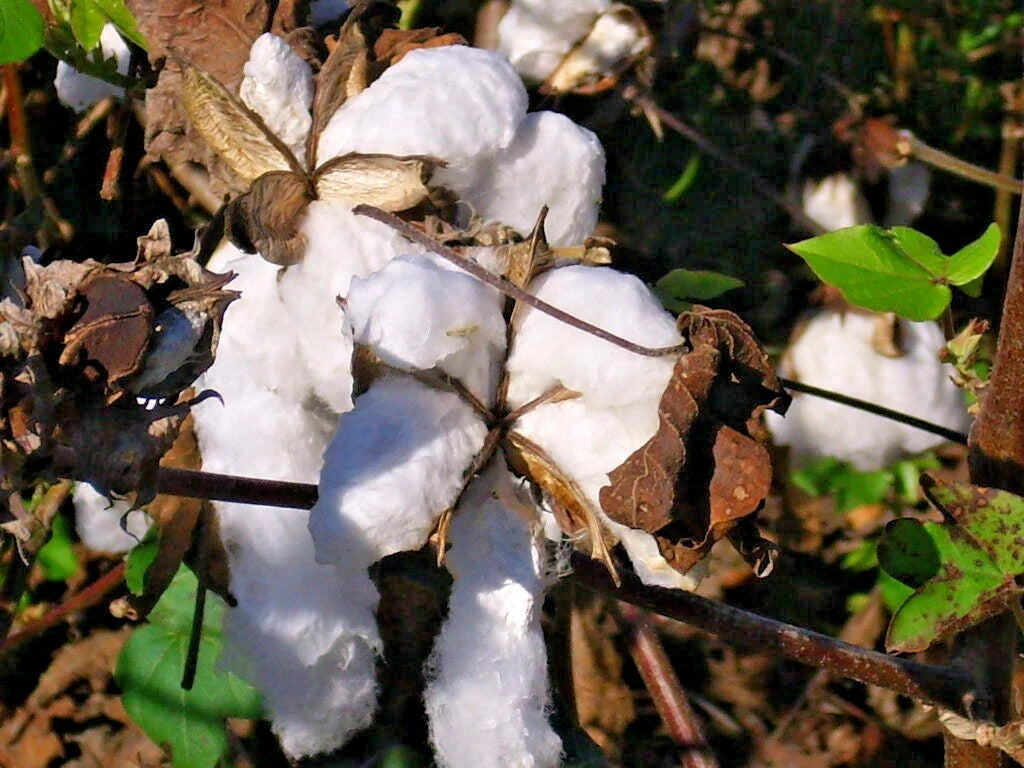 12 UPLAND COTTON SEEEDS  Gossypium hirsutum