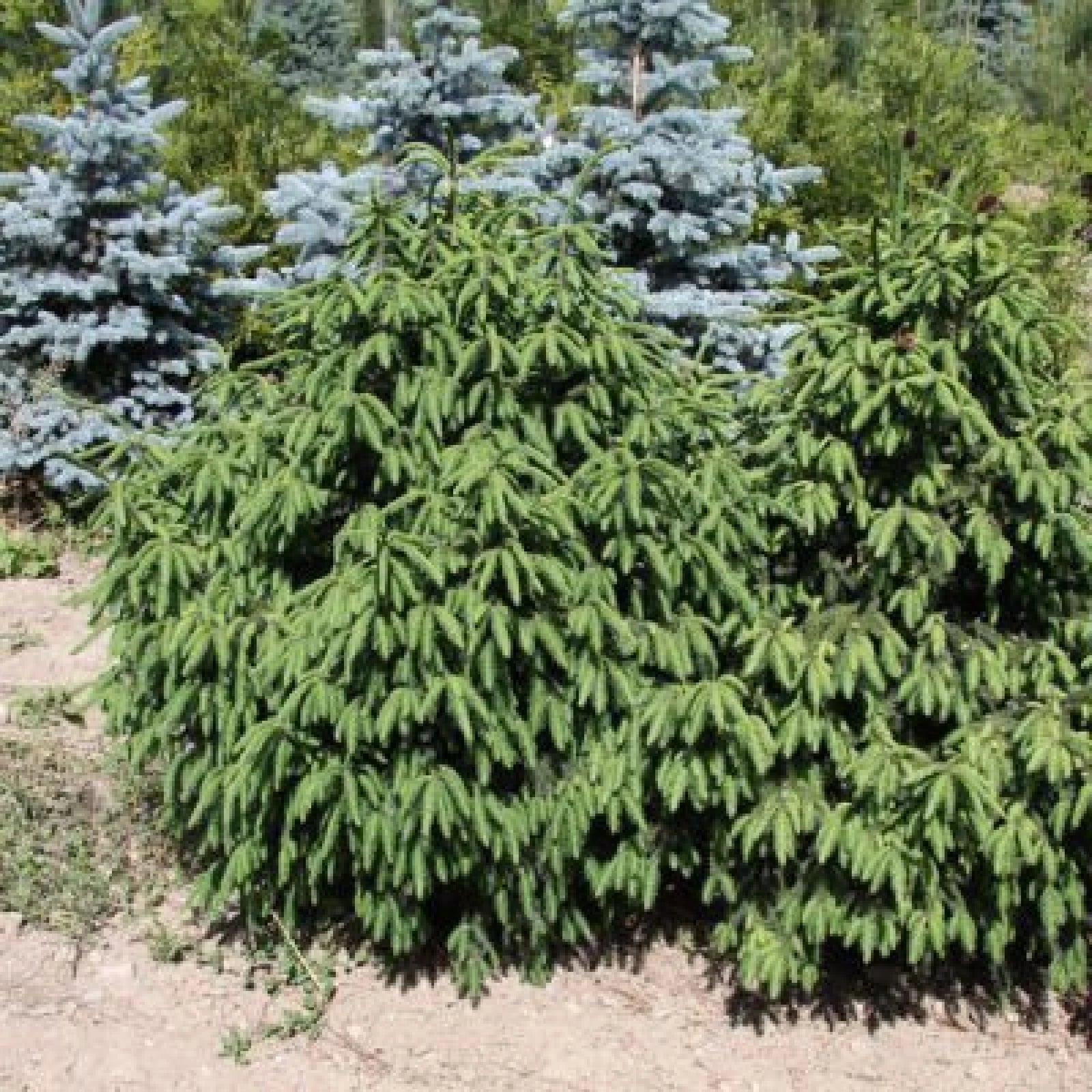 LIJIANG SPRUCE Picea Likiangensis - 15+ SEEDS
