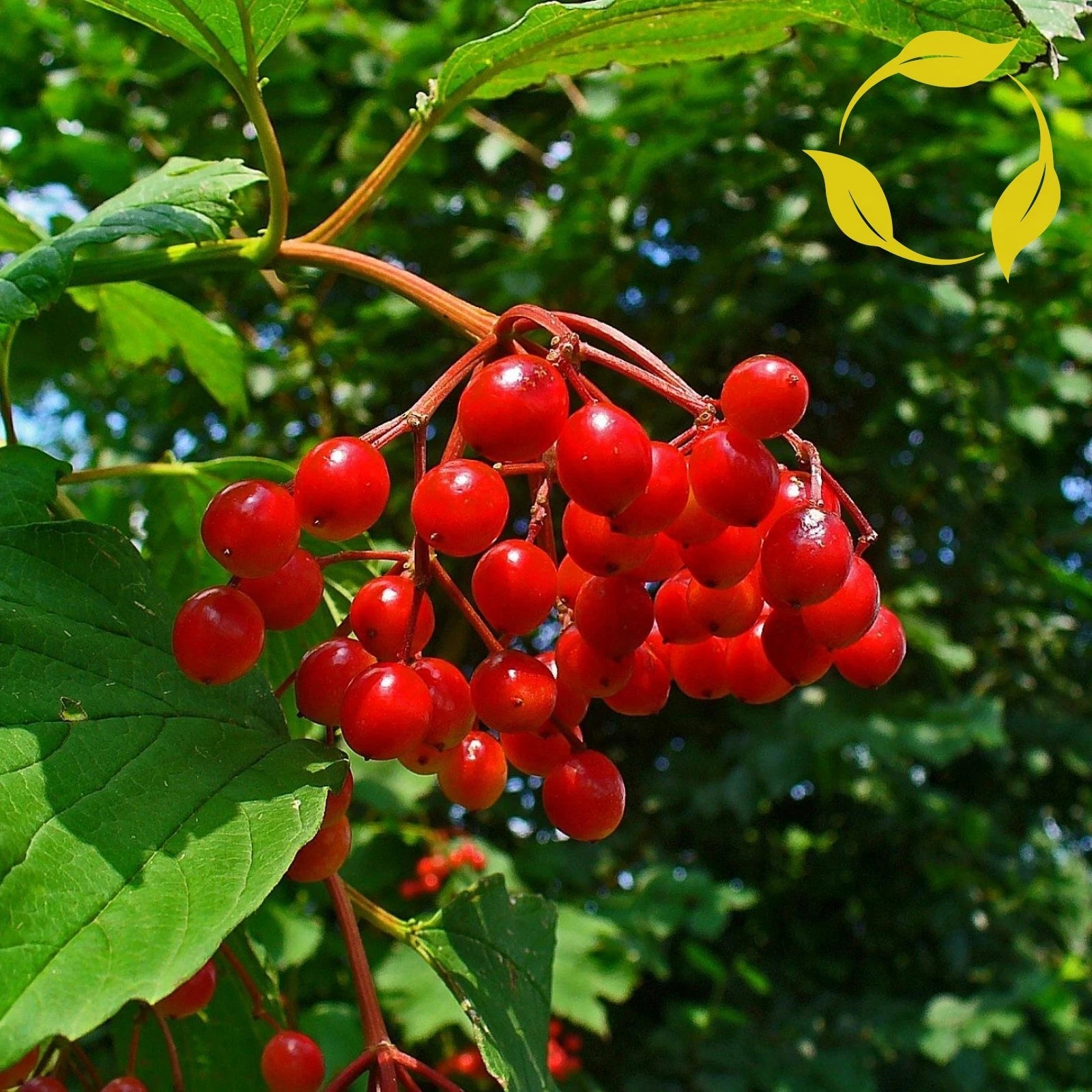 EUROPEAN CRANBERRYBUSH Viburnum Opulus - 6 SEEDS