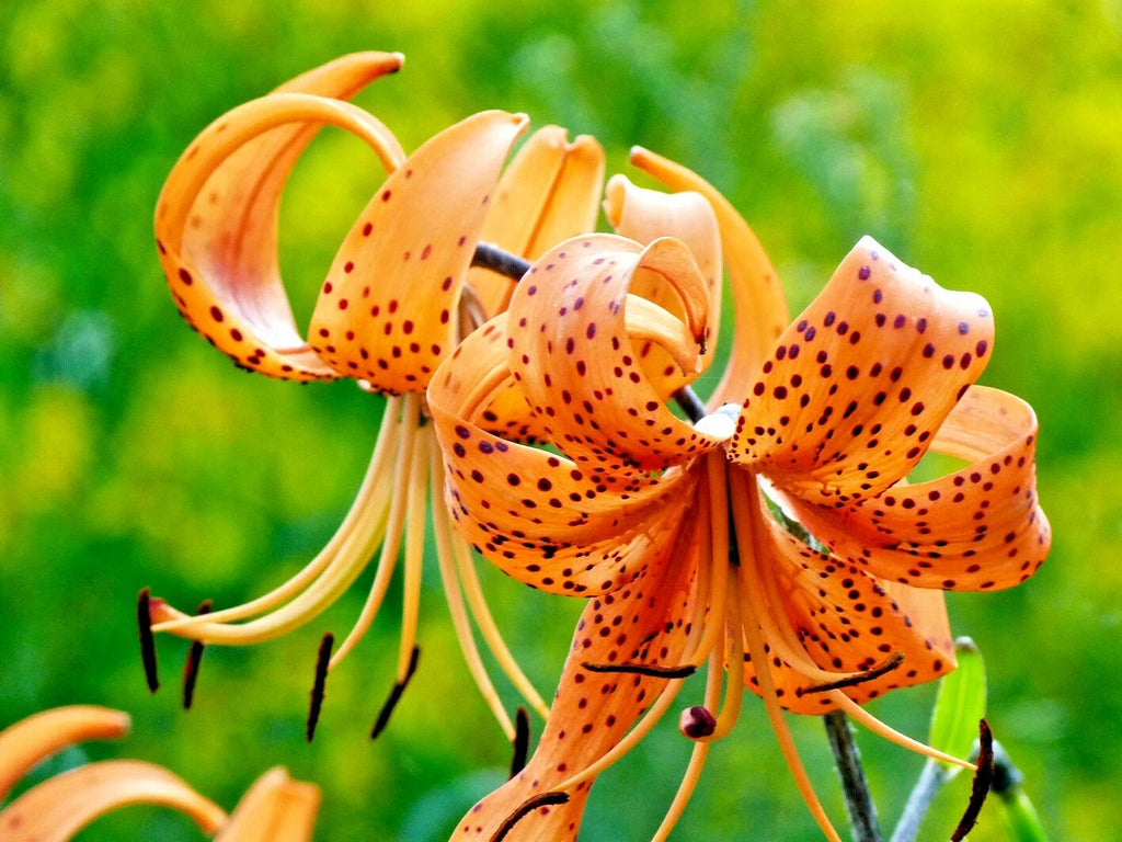 15 TIGER LILY SEEDS / BULBETS - Lilium lancifolium