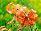 15 TIGER LILY SEEDS / BULBETS - Lilium lancifolium