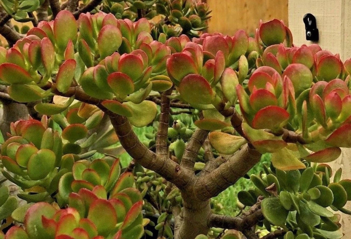 Crassula ovata ¨C Jade Plant, This is for 2 Cuttings, 3 - 5 in length