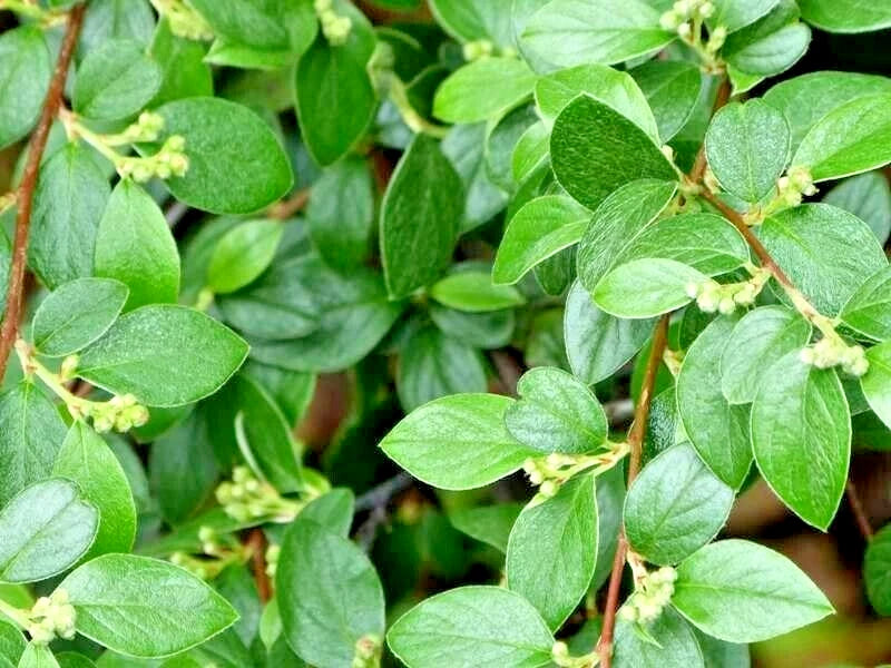 15 FRANCHETII'S COTONEATER SEEDS - Cotoneaster franchetii