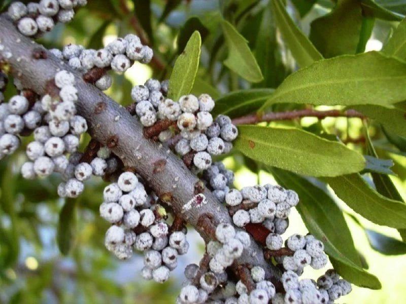 WAX MYRTLE SOUTHERN Myrica Cerifera - 100+ SEEDS
