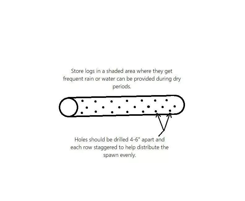 Shiitake Mushroom Plug Spawn 100x - FREE USA shipping - Grow mushrooms on logs!