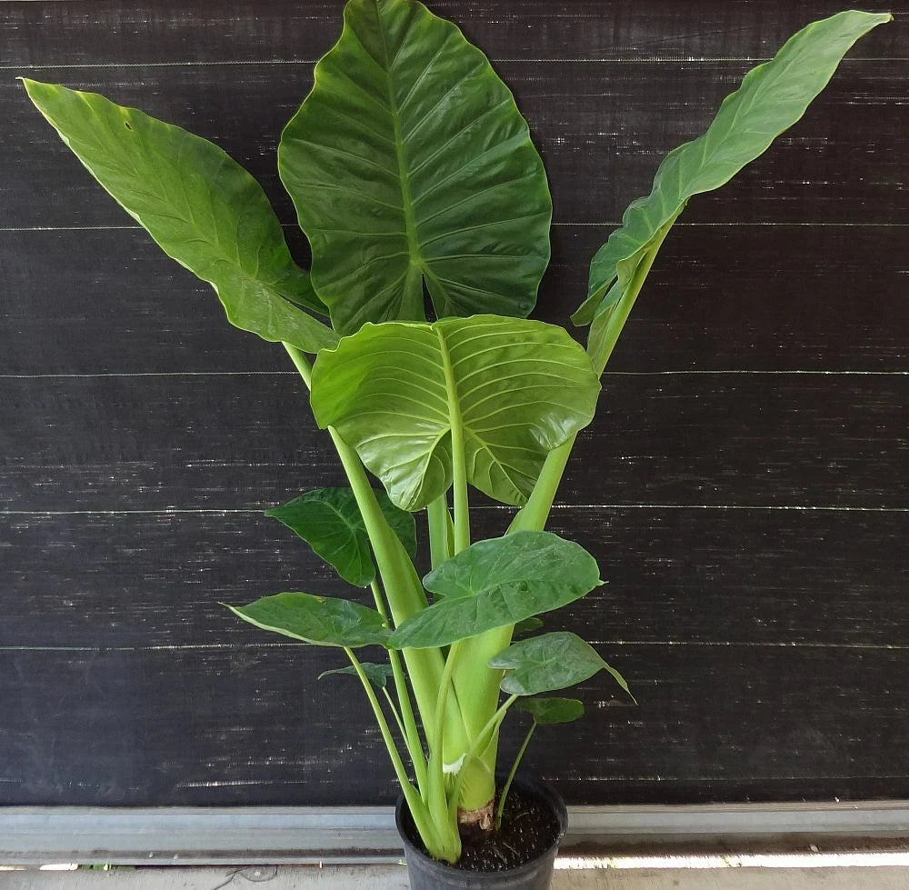***CALIDORA*** Elephant Ear Alocasia Live Starter Plant**COLD HARDY**GETS HUGE!