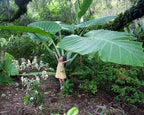 **THAILAND GIANT** Elephant Ear Colocasia Esculenta Starter Plant**USA Seller**