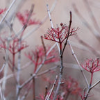 GRAY DOGWOOD Cornus Racemosa - 10+ SEEDS