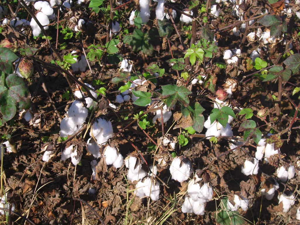 12 UPLAND COTTON SEEEDS  Gossypium hirsutum
