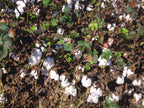 12 UPLAND COTTON SEEEDS  Gossypium hirsutum