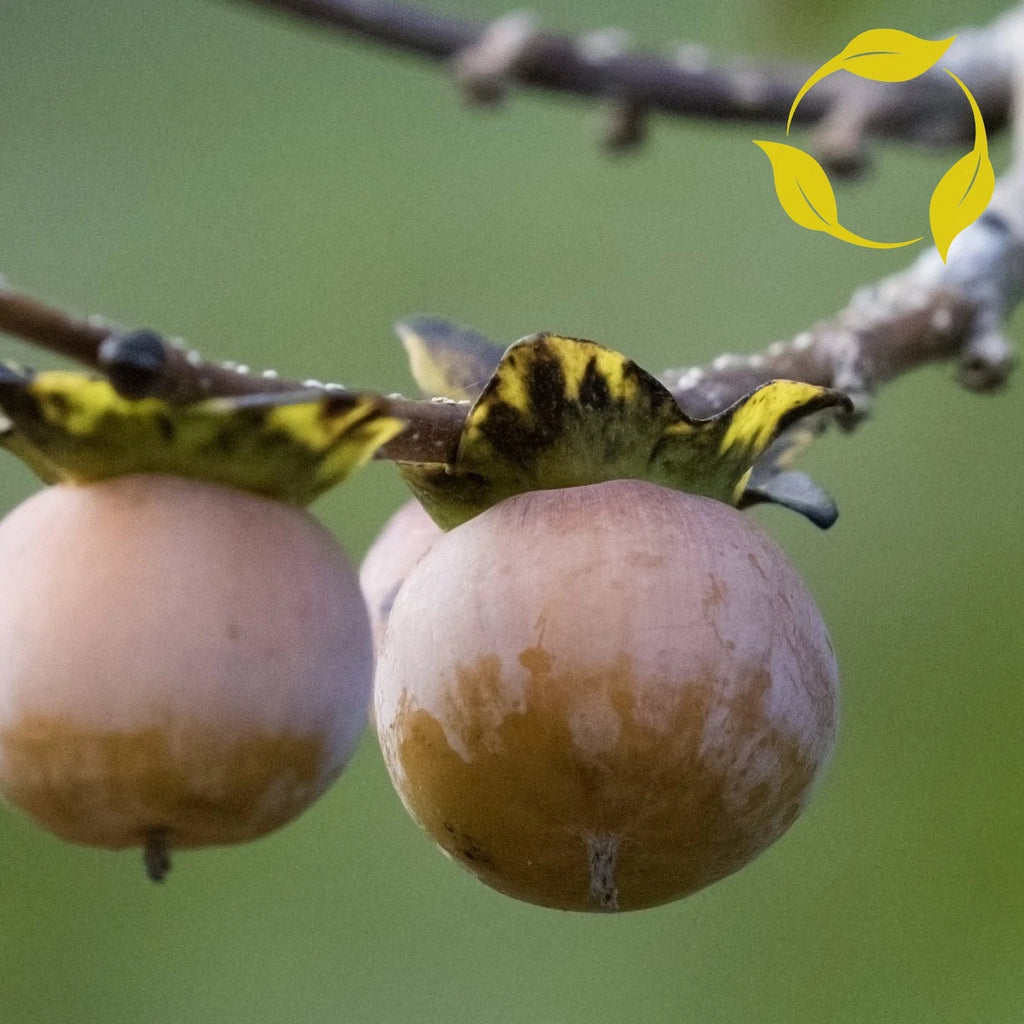 DATE PLUM PERSIMMON Diospyros Lotus - 5 SEEDS
