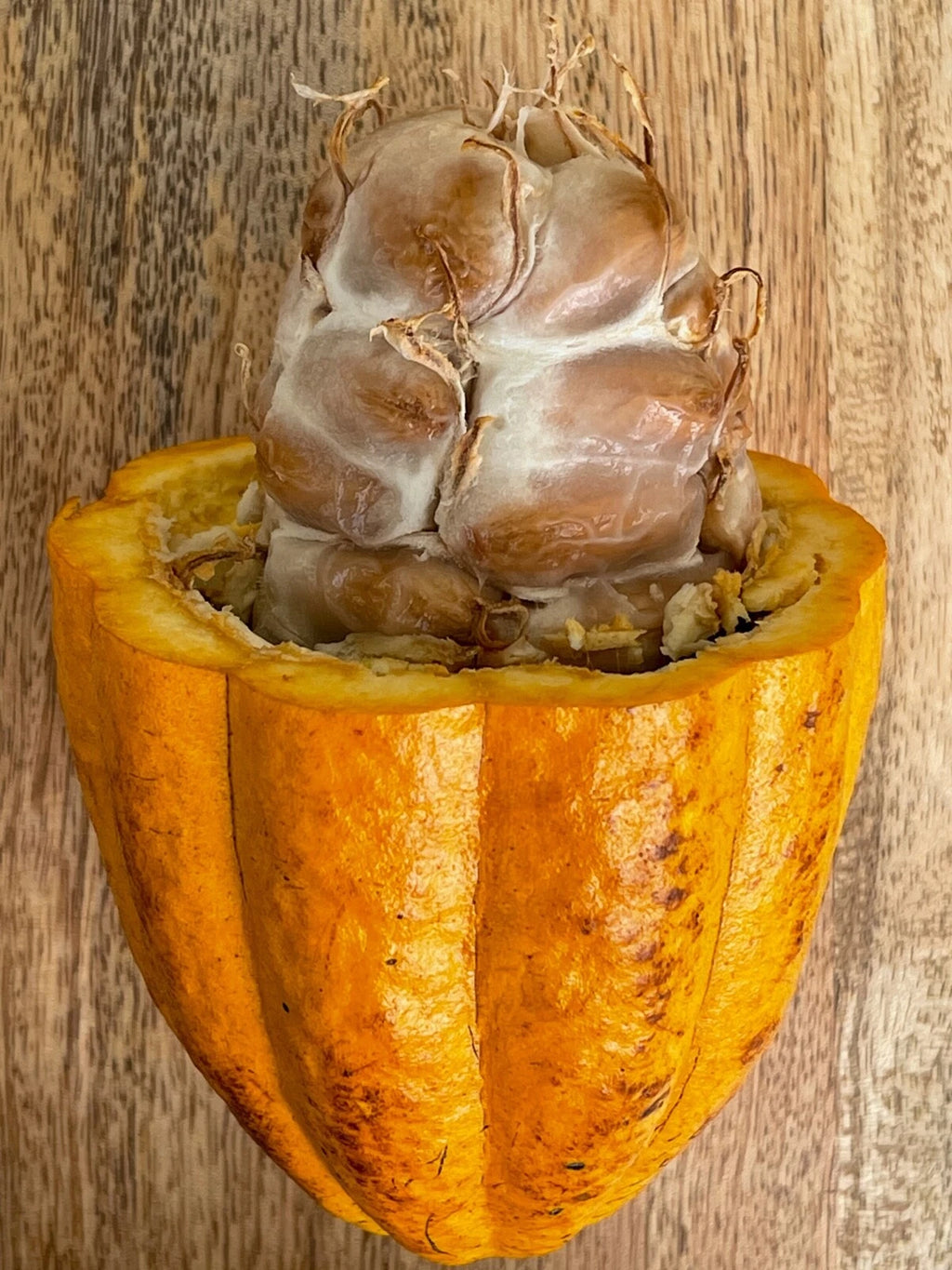 FORASTERO Theobroma Cacao Cocoa Chocolate Tree Potted Plant Yellow Pod